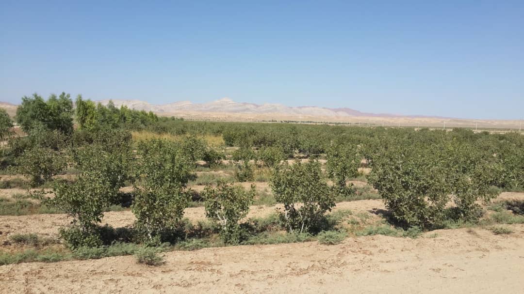 Agricultural land prices in Iran