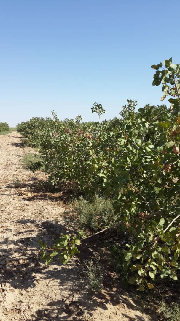 Agricultural land prices in Iran