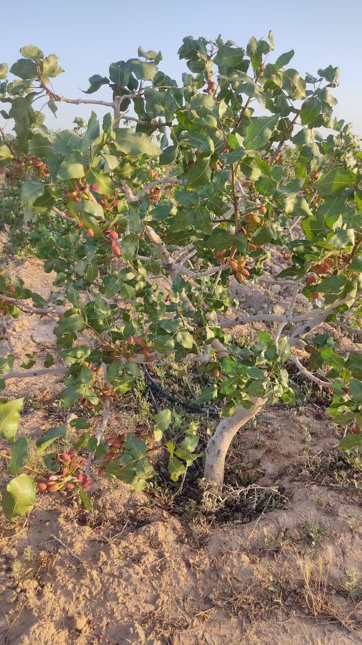 Agricultural land prices in iran 