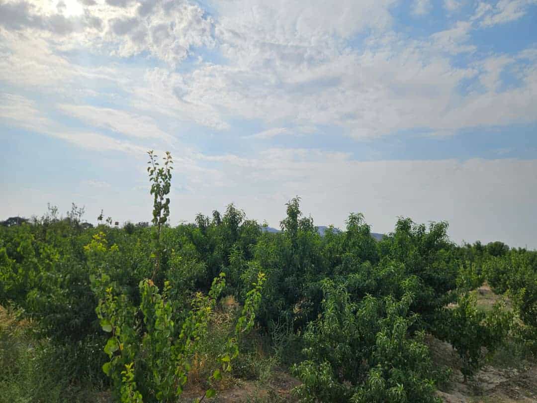 باغ میوه شهریار ملارد