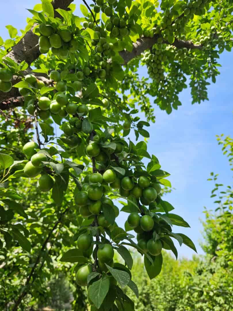 باغ میوه شهریار ملارد