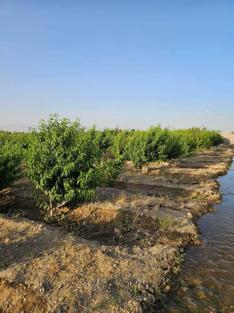 باغ میوه شهریار ملارد